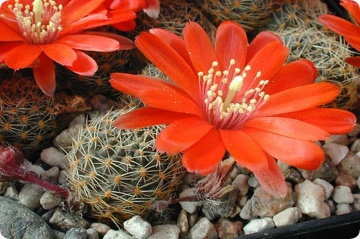 Cactus pitic Argentinian mix (40 seminte) Rebutia, cactusi pitici, flori delicate, colorate, Saflax - Img 2