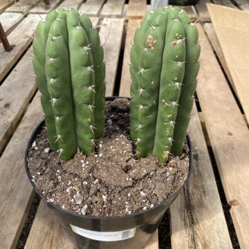 Cactus San Pedro (15 seminte) San Pedro Kaktus - Trichocereus Pachanoi, cactus stravechi, crestere rapida, Saflax - Img 2