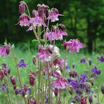 Caldaruse salbatice mix (100 seminte) Akelei mix - Aquilegia vulgaris, caldaruse bogate in nectar, Saflax - Img 2