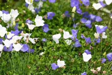 Campanula (0.5 gr) planta perena cu flori colorate in forma de clopotei, Opal - Img 2