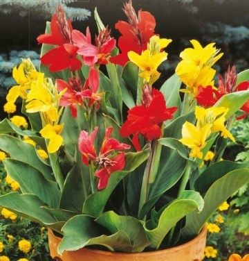 Canna indica mix (1 gr) seminte Canna perena, amestec de culori, Toraf - Img 1