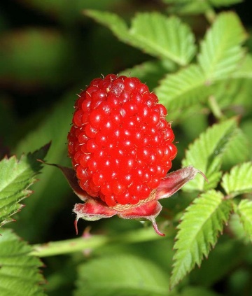 Capsun-Zmeur Japonez, butasi de arbusti fructiferi cu fructe mari, rosii, cu gust delicios dulce-acrisor, Yurta - Img 1