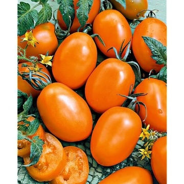 Carmen BIO (35 seminte) tomate portocalii gust dulce-fructat, perfecte pentru ghivece, ReinSaat - Img 4