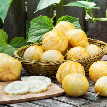 Castraveti Lemon-Apple (1 gr) seminte de catraveti exotici, aroma dulce-picanta, niciodata amara, Florian - Img 3