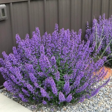 Catmint Faassenii (400 seminte) Menta Pisicii perena, inflorire abundenta, flori albastre-violet, Seklos - Img 3