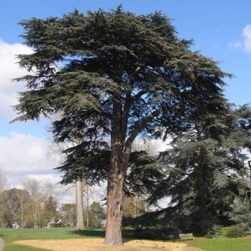 Cedru Libanez (20 seminte) Lebanon Cedar - Cedrus libani, conifer decorativ vesnic verde, Saflax - Img 3