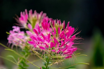 Cherry Queen (160 seminte) Floare Paianjen Cleome, flori foarte mari, roz, Seklos - Img 2