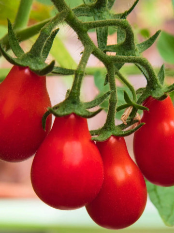 Cherry Red Pear (60 seminte) tomate cherry in forma de para, PlantiCo - Img 1