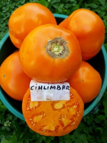 Chihlimbar (1500 seminte) Tomate Romanesti de culoare Galben-potocaliu de la SCDL Buzau - Img 2