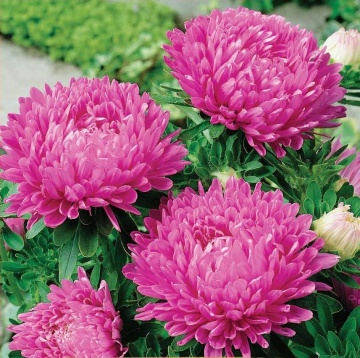China Aster Colour Carpet pink (220 seminte) Ochiul Boului pitic, flori roz, Seklos - Img 1