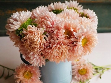 China Aster Paeony salmon (240 seminte) Ochiul Boului Paeonia roz somon, Seklos - Img 3