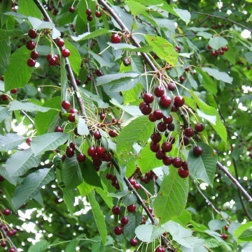 Cires salbatic (10 seminte) Wild Cherry - Prunus avium, flori albe, fructe comestibile, Saflax - Img 2