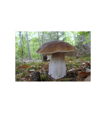 Ciuperca Boletus betulicola (10 g) miceliu de ciuperca de padure Hrib de Mesteacan, Seklos - Img 3