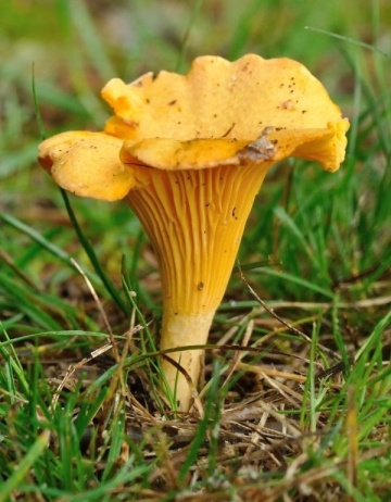 Ciuperca Cantharellus cibarius (10 g) miceliu de ciuperca de padure Galbiori aromati, Seklos