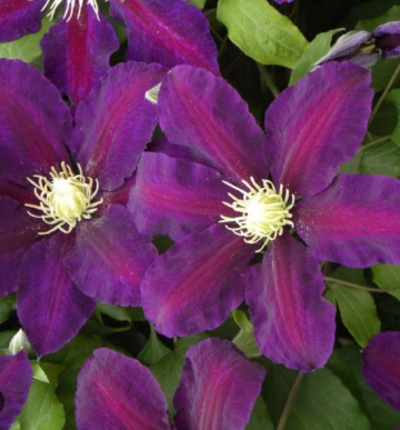 Clematite Lech Kaczynski (1.5 m in ghiveci de 2 L) cu petale rosu visinii spectaculoase, cataratoare Clematis - Img 1