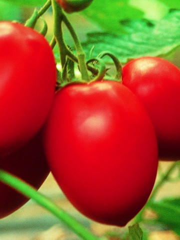 Colibri F1 (250 seminte) Tomate cu Crestere Nederminata tip Prunisoara Clause - Img 2