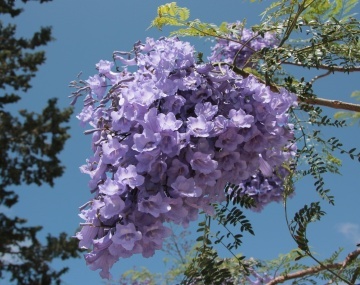 Copacul Violet Jacaranda (50 seminte) Jacaranda mimosifolia, flori clopotei violet, parfumate, Saflax - Img 2