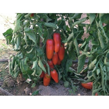 Corsaro F1 (10 seminte) tomate alungite nedeterminate tip San Marzano, hibrid italian, Sekluva - Img 5
