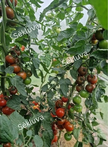 Costantino F1 (10 seminte) rosii maronii hibrid nedeterminat, rezistent la boli, tomate ferme, dulci, Sekluva - Img 2