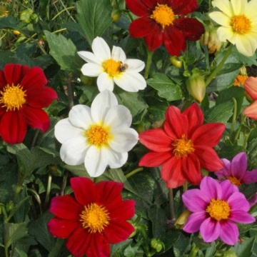 Dahlia Mignon (60 seminte) Dalie pitica flori colorate, luminoase, Seklos - Img 4