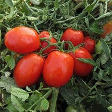 Dobler F1 (ISI 25033) (1000 seminte) rosii prunisoare semitimpurii determinate, recoltare mecanizata, ISI Sementi