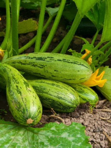 Dovlecel Greyzini F1 (3.000 seminte) seminte de hibrid timpuriu zucchini verde striat fara vrej, Agrosem - Img 2