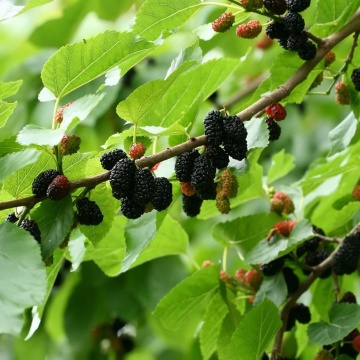 Dud Negru (200 seminte) Black Mulberry - Morus nigra, pom fructifer si decorativ, usor de ingrijit, Saflax - Img 4