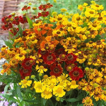 Dzielzan Jesienny - Floarea Elenei mix (0,1 gr) seminte Helenium autumnale perena, melifera, flori in nuante de rosu si galben, Toraf - Img 5