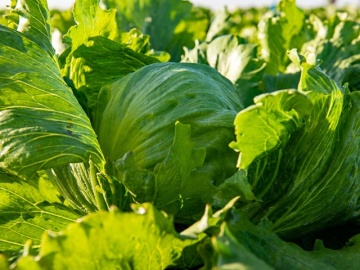 Ensemble (5000 seminte drajate) salata iceberg timpurie, verde intens, Enza Zaden - Img 1