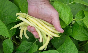 Erla (50 gr) seminte fasole oloaga, pastai galbene cilindrice, soi rezistent la boli, PlantiCo - Img 2