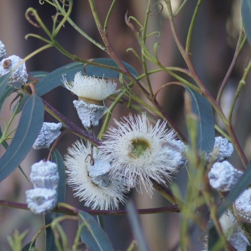 Eucalipt medicinal (10 seminte) arbore decorativ vesnic verde Eucalyptus globulus, frunze aromate, Toraf - Img 3