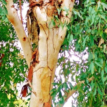 Eucalipt Rosu de Rau (200 seminte) River Red Gum - Eucalyptus camaldulensis, flori delicate, ulei esential parfumat, Saflax - Img 5