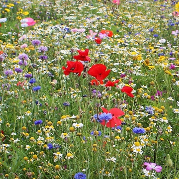 Fallow Flowers (45 gr), seminte mix flori salbatice si iarba, Seklos - Img 1