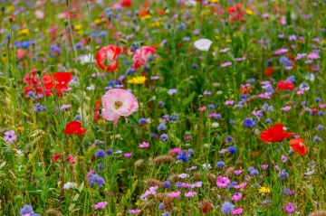 Fallow Perennial Flowers (45 gr), seminte mix flori salbatice perene si iarba, Seklos - Img 2