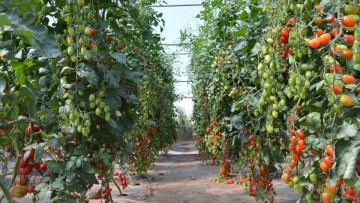 Ferdinand F1 (250 seminte) tomate cherry timpurii, fructe aromate, foarte dulci, Fito Semillas - Img 2