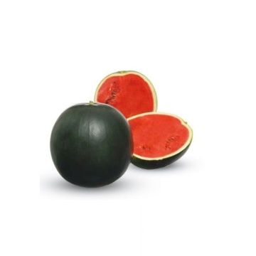 Fire Ball F1 (50 seminte) pepene verde tip Sugar Baby, greutate medie 8-12 kg, Sakata