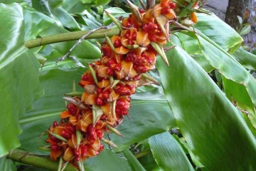 Floarea Fluture (10 seminte) Red Ginger Lily - Hedychum gardnerianum, flori mari, parfumate, fructe colorate, Saflax - Img 8