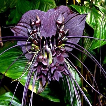 Floarea Liliac (10 seminte) Black Bat Flower - Tacca chantrieri, flori mari violet-maronii, aspect interesant, Saflax