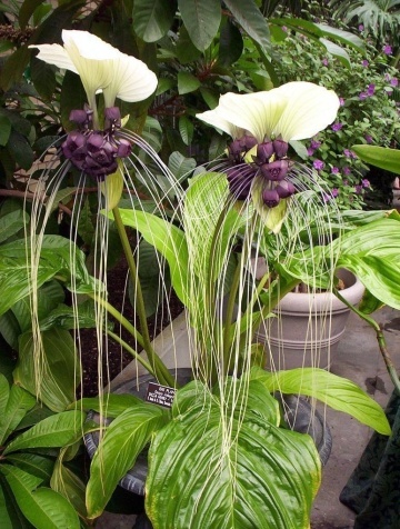 Floarea Liliac Alb (10 seminte) White Bat Flower - Tacca integrifolia, flori mari alb cu violet, aspect interesant, Saflax - Img 2