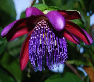 Floarea Pasiunii Gigant (12 seminte) Giant Granadilla - Passiflora quadrangularis, planta cataratoare cu flori mari, rosu-violet, Saflax - Img 2