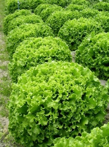 Funfix F1 (50 seminte) salata batavia cu frunze ondulate, hibrid rezistent la frig, Syngenta & Florian - Img 2