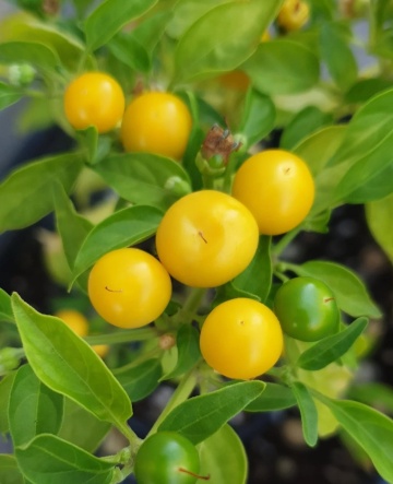 Gelbe Kirschen BIO (30 seminte) ardei iute mic, rotund, galben stralucitor, extrem de productiv, ReinSaat