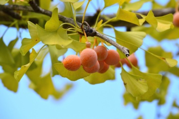 Ginkgo biloba (4 seminte) Maidenhair Tree, arbore decorativ si medicinal pentru afectiuni circulatorii, Saflax - Img 5