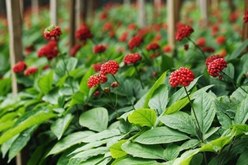 Ginseng (10 seminte) Korean Ginseng - Panax ginseng, planta medicinala proprietati deosebite de tonifiere, vitaminizare, imuno-stimulatoare, Saflax - Img 2