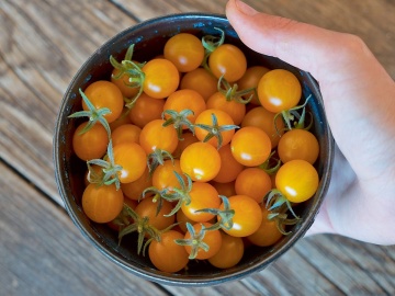 Golden Currant F1 (10 seminte) rosii galbene tip cherry, randament ridicat, Kiepenkerl - Img 2