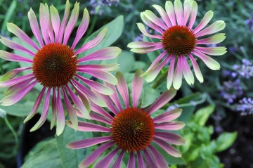 Green Twister (0.3 gr) seminte Echinacea purpurea, flori bicolore verde-lime cu roz, proprietati medicinale, Toraf - Img 2