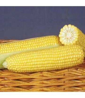 GSS 8529 F1 (5 gr) seminte porumb super zaharat, rezistent la boli, productie mare, Syngenta & Florian - Img 2
