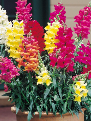 Gura Leului Mix (0.5 gr) seminte de flori in culori superbe, Horti Tops - Img 1