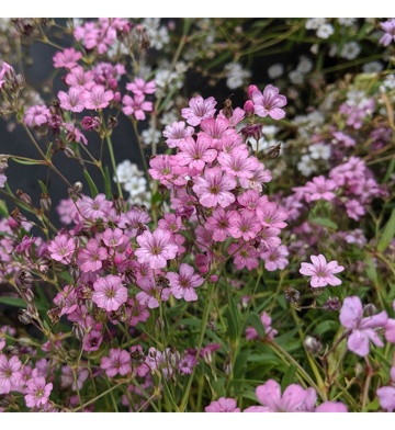 Gypsophila Repens Rose (0.3 gr) seminte Floarea Miresei perena pitica, flori roz, inflorire abundenta, Seklos - Img 3