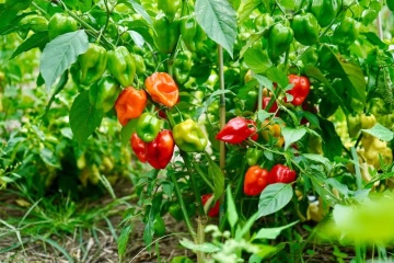 Habanero Red (20 seminte) ardei iute soi mexican, cel mai iute din lume, PlantiCo - Img 3
